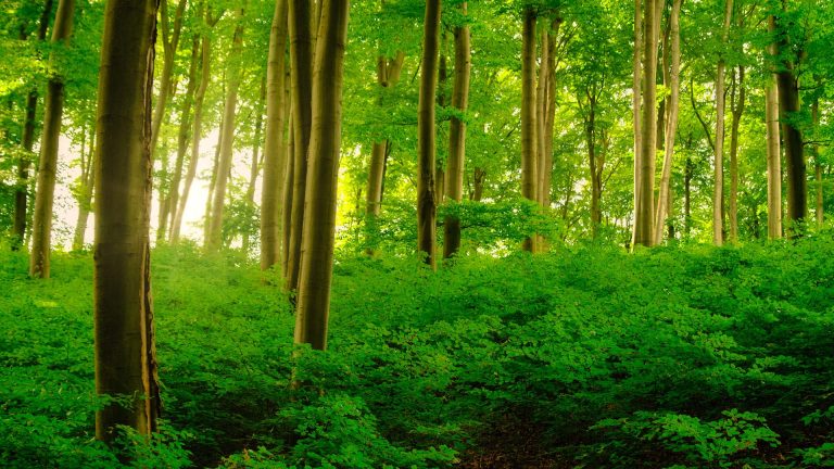 colorful-vivid-green-spring-enchanted-forest-2024-09-15-20-10-28-utc
